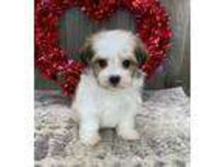 Havanese Puppy for sale in Howe, IN, USA