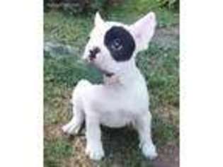 French Bulldog Puppy for sale in Richland Center, WI, USA