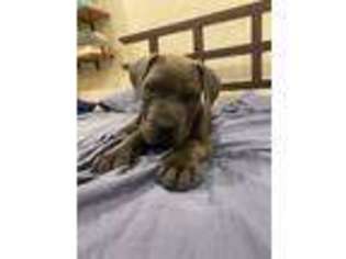 Boerboel Puppy for sale in Baton Rouge, LA, USA