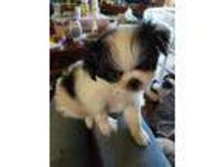 Mutt Puppy for sale in Pulaski, TN, USA