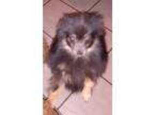 Pomeranian Puppy for sale in Carthage, TX, USA