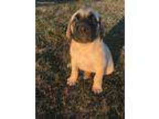 Mastiff Puppy for sale in Clarence, MO, USA
