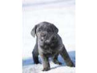 Labrador Retriever Puppy for sale in Ellicott City, MD, USA