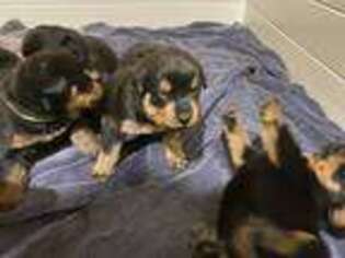 Rottweiler Puppy for sale in Surprise, AZ, USA