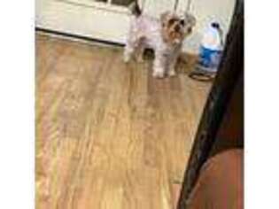 Yorkshire Terrier Puppy for sale in El Paso, TX, USA