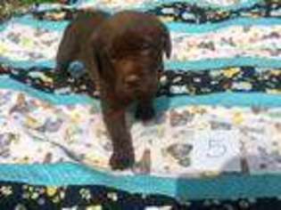 Chesapeake Bay Retriever Puppy for sale in Charleston, AR, USA