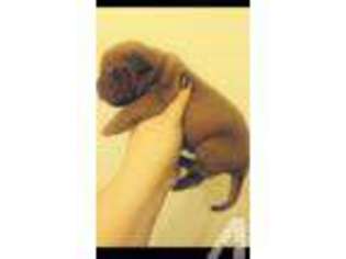 American Bull Dogue De Bordeaux Puppy for sale in BOWEN, KY, USA