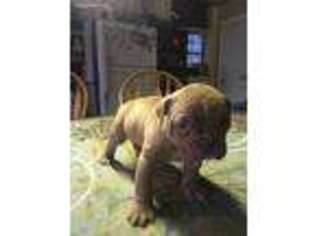 Olde English Bulldogge Puppy for sale in Opelika, AL, USA
