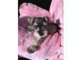 Mutt Puppy for sale in OGDEN, UT, USA