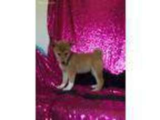 Shiba Inu Puppy for sale in Browning, MO, USA