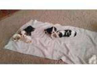 Cavalier King Charles Spaniel Puppy for sale in GEORGETOWN, KY, USA