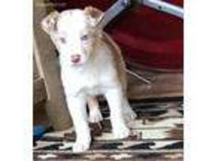Border Collie Puppy for sale in Broken Bow, NE, USA