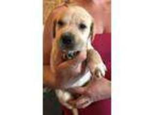 Mutt Puppy for sale in Garrison, MT, USA