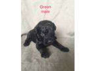 Goldendoodle Puppy for sale in Nashport, OH, USA
