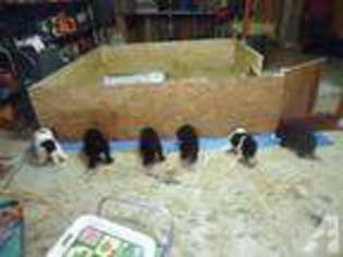 Newfoundland Puppy for sale in RUTLEDGE, TN, USA