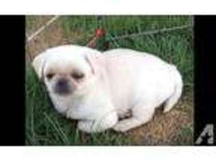Pug Puppy for sale in NINE MILE FALLS, WA, USA