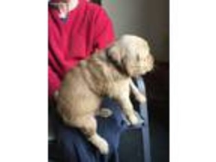 Golden Retriever Puppy for sale in Morrison, CO, USA