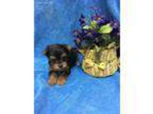 Yorkshire Terrier Puppy for sale in Valdosta, GA, USA