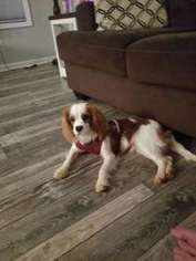 Cavalier King Charles Spaniel Puppy for sale in Clarksville, TN, USA