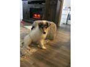 Collie Puppy for sale in Atlanta, GA, USA