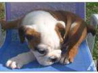 Bulldog Puppy for sale in EDGAR SPRINGS, MO, USA