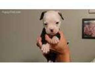American Bulldog Puppy for sale in Enfield, CT, USA
