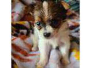 Papillon Puppy for sale in Hinesville, GA, USA