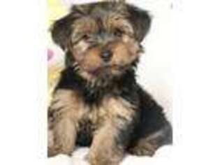 Yorkshire Terrier Puppy for sale in Belle Mead, NJ, USA