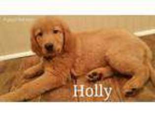 Golden Retriever Puppy for sale in Frankston, TX, USA
