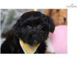 Shorkie Tzu Puppy for sale in Columbus, OH, USA