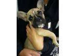 French Bulldog Puppy for sale in SAN RAFAEL, CA, USA