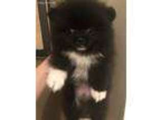 Pomeranian Puppy for sale in Woodbine, GA, USA