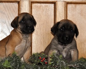 Mastiff Puppy for sale in Wauseon, OH, USA
