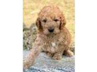 Goldendoodle Puppy for sale in Farmington, UT, USA