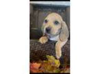 Dachshund Puppy for sale in Cleveland, NC, USA