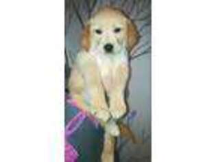 Golden Retriever Puppy for sale in Allegan, MI, USA