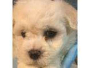 Bichon Frise Puppy for sale in Douglasville, GA, USA