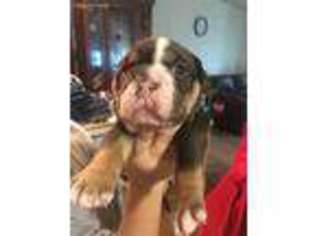 Olde English Bulldogge Puppy for sale in Muscle Shoals, AL, USA