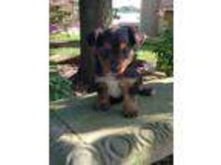 Yorkshire Terrier Puppy for sale in Turbotville, PA, USA