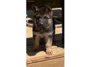 German Shepherd Dog Puppy for sale in Fox Lake, WI, USA