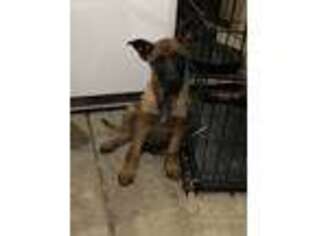 Belgian Malinois Puppy for sale in Moreno Valley, CA, USA