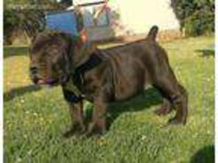 Boerboel Puppy for sale in Philadelphia, PA, USA