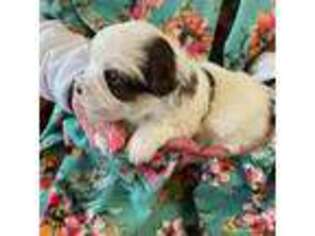 Havanese Puppy for sale in Ravenna, TX, USA