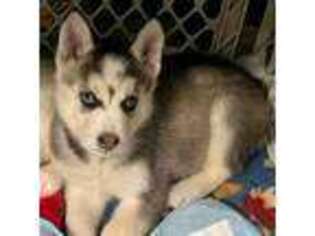 Siberian Husky Puppy for sale in Buford, GA, USA