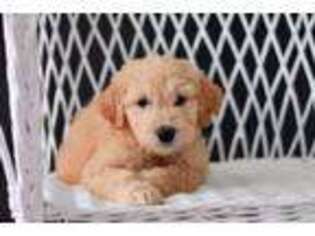 Goldendoodle Puppy for sale in Montezuma, GA, USA