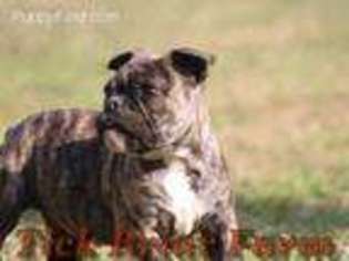 Olde English Bulldogge Puppy for sale in Laurens, SC, USA