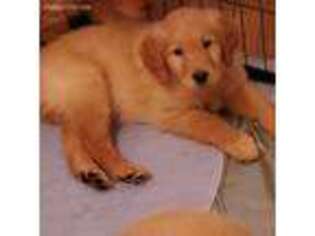 Goldendoodle Puppy for sale in Monroe, WI, USA