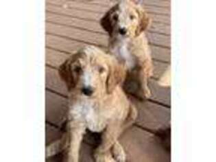 Mutt Puppy for sale in Payson, UT, USA
