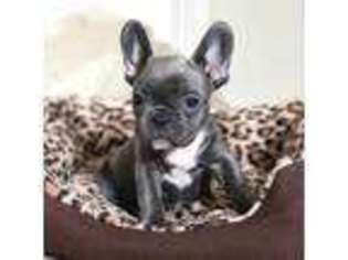 French Bulldog Puppy for sale in Fargo, ND, USA