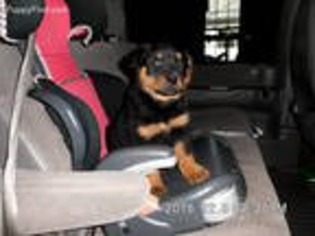 Rottweiler Puppy for sale in Stevens, PA, USA